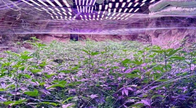 Местността около наркооранжерията в Осогово е била недостъпна