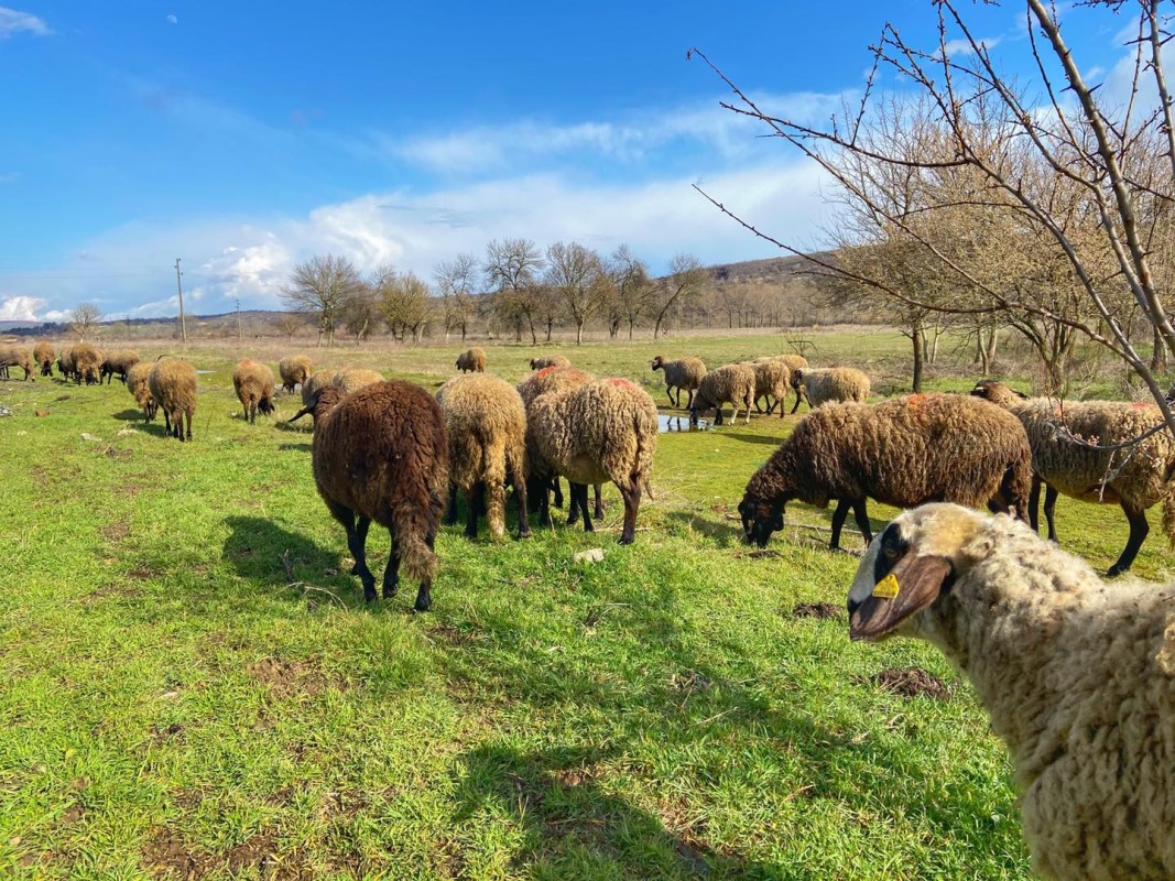 Шарка по овцете в гръцки ферми близо до границата с България