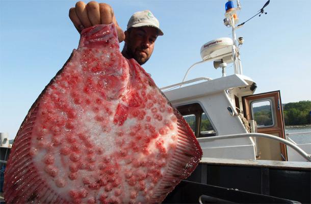 Квотата на България за улов на калкан в Черно море се увеличава с 10%