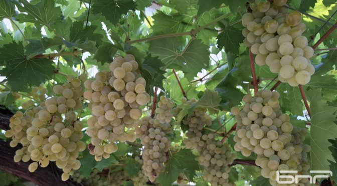 Последен срок за лозарите да кандидатстват за компенсиране на разходите си за борба с вредителите