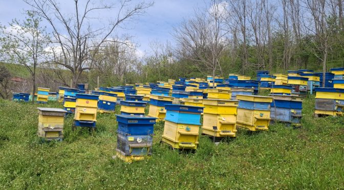 Пчеларско изложение в Плевен