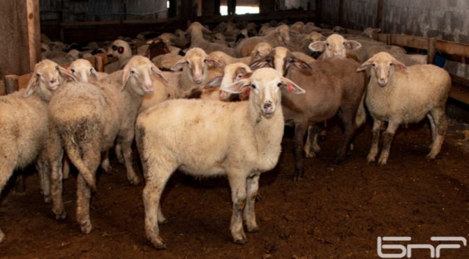 Животновъди: Нямаме предвидени в бюджетите разходи за инсинератори