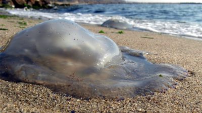 Гърция: Нашествие на медузи заради по-топлата морска вода