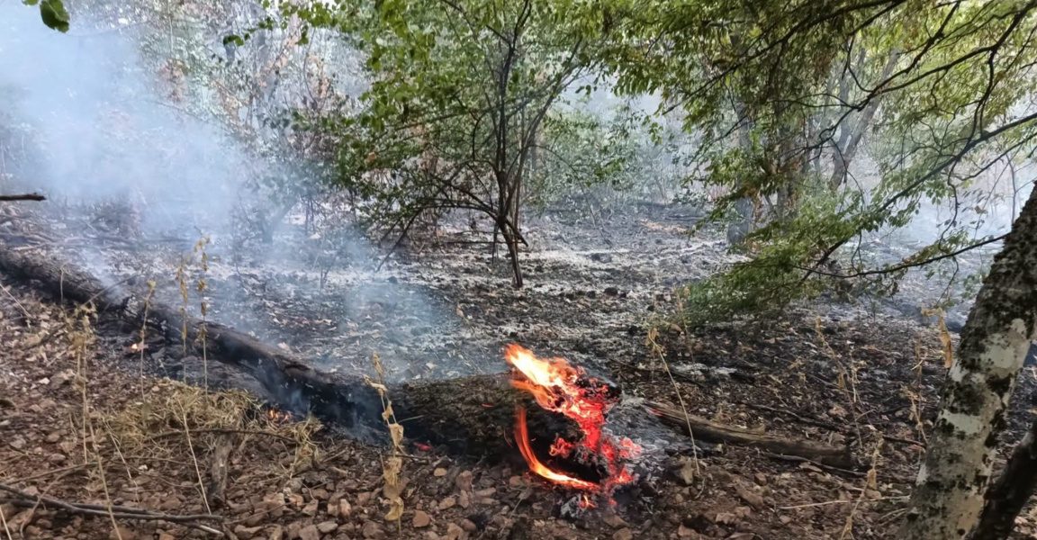 Кугър помага в борбата с горския пожар във Врачанско, обхванал 1500 дка