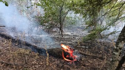 Кугър помага в борбата с горския пожар във Врачанско, обхванал 1500 дка
