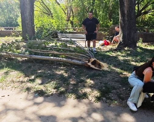 Дървото, убило възрастен мъж в Пловдив, е било здраво
