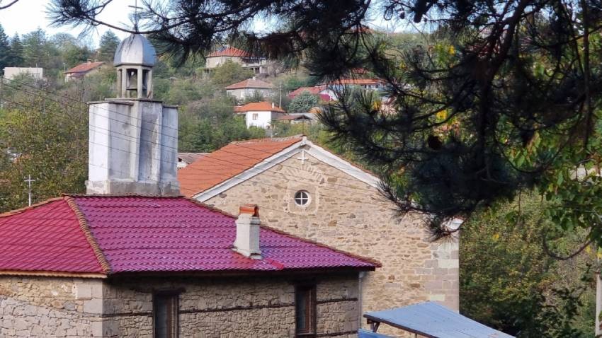 Бял бор на повече от 500 години пазят жителите на родопското село Пчеларово