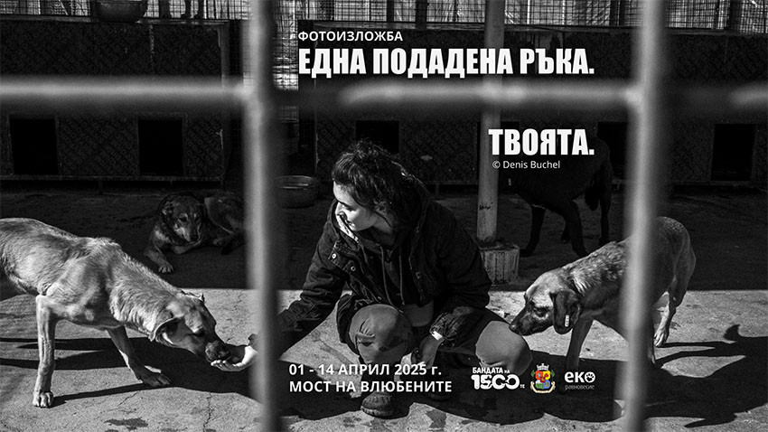 Кучешкият живот в два общински приюта, разказан в 60 снимки с текстове