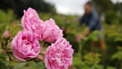 България ще настоява за специален статут на маслодайната роза