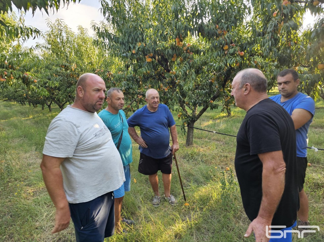 Овощари алармират за ниски изкупни цени на прасковите в Сливенско