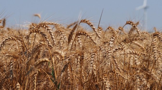 В Ямболско очакват по-слаба зърнена реколта