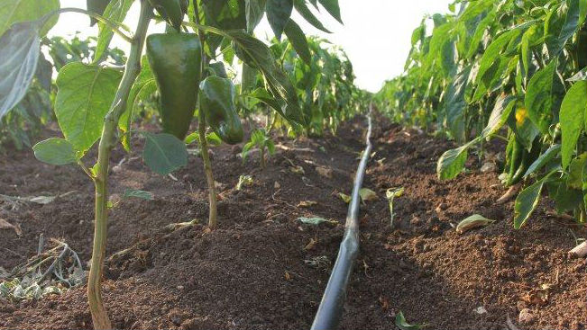 "МЕЧ" искат още пари за напояване в бюджет 2026