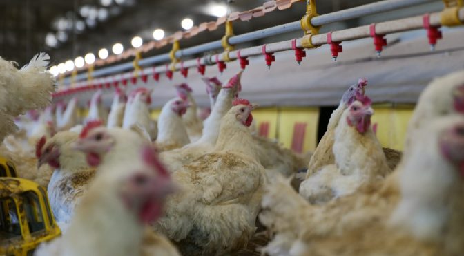 Отпускат над 21 млн. евро помощ за птицевъдите