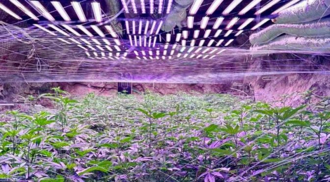 Разкриха оранжерия за канабис в бивш рудник на мина „Осогово“ 