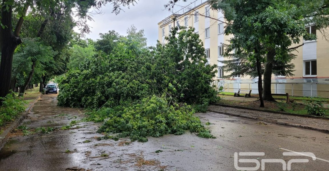 Паднали дървета и щети след кратък, но силен валеж във Видин