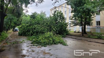 Паднали дървета и щети след кратък, но силен валеж във Видин