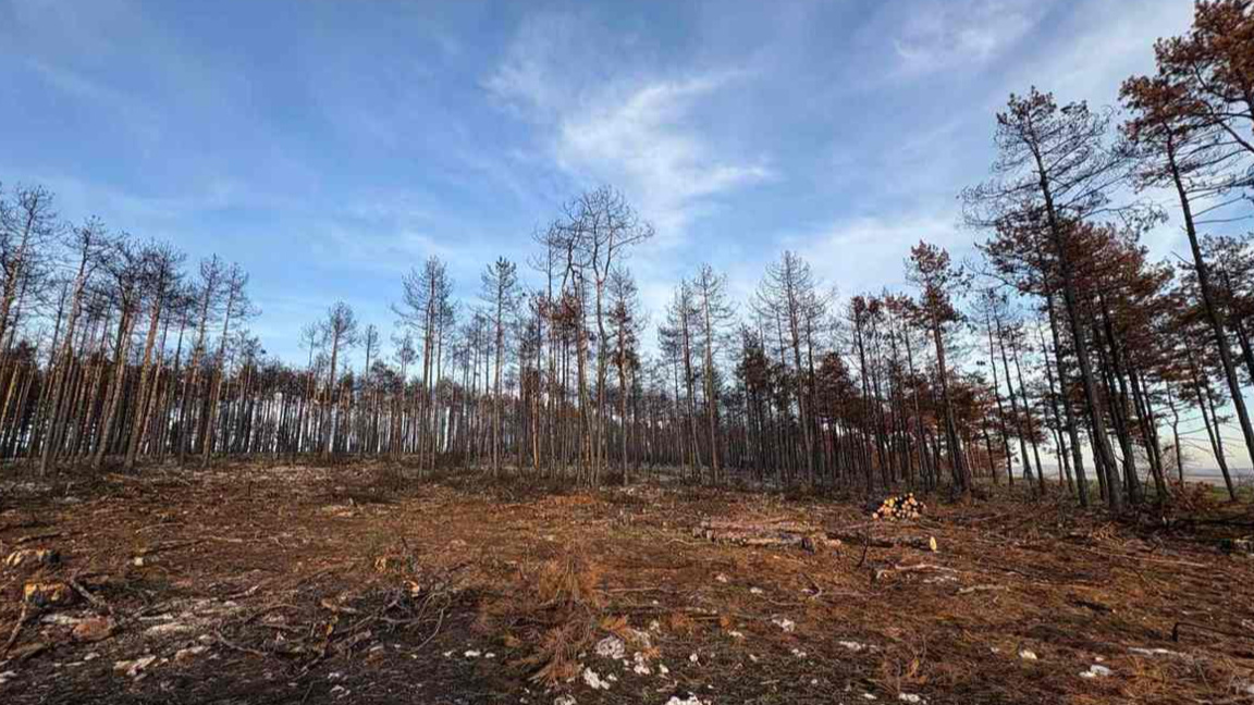 В Безден и Богьовци: Страхове и надежди за една гора