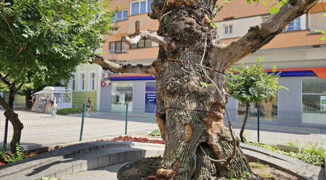 За новата надежда Старият бряст да се възвърне към живот