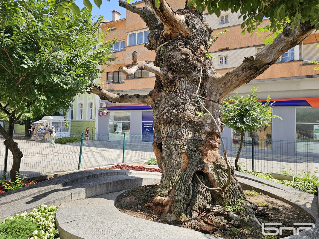 За новата надежда Старият бряст да се възвърне към живот