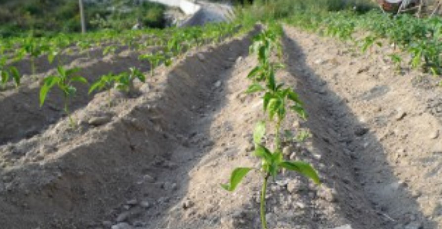 Повече чушки, домати и дини в градините, по-малко картофи, зеле и краставици