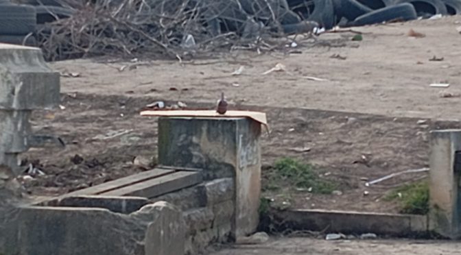 Клошар откри граната на сметище в Монтана